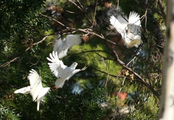 Corellas